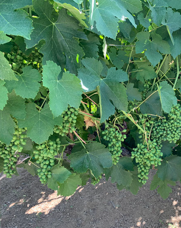 A grapevine with clusters of unripe green grapes growing among green leaves.