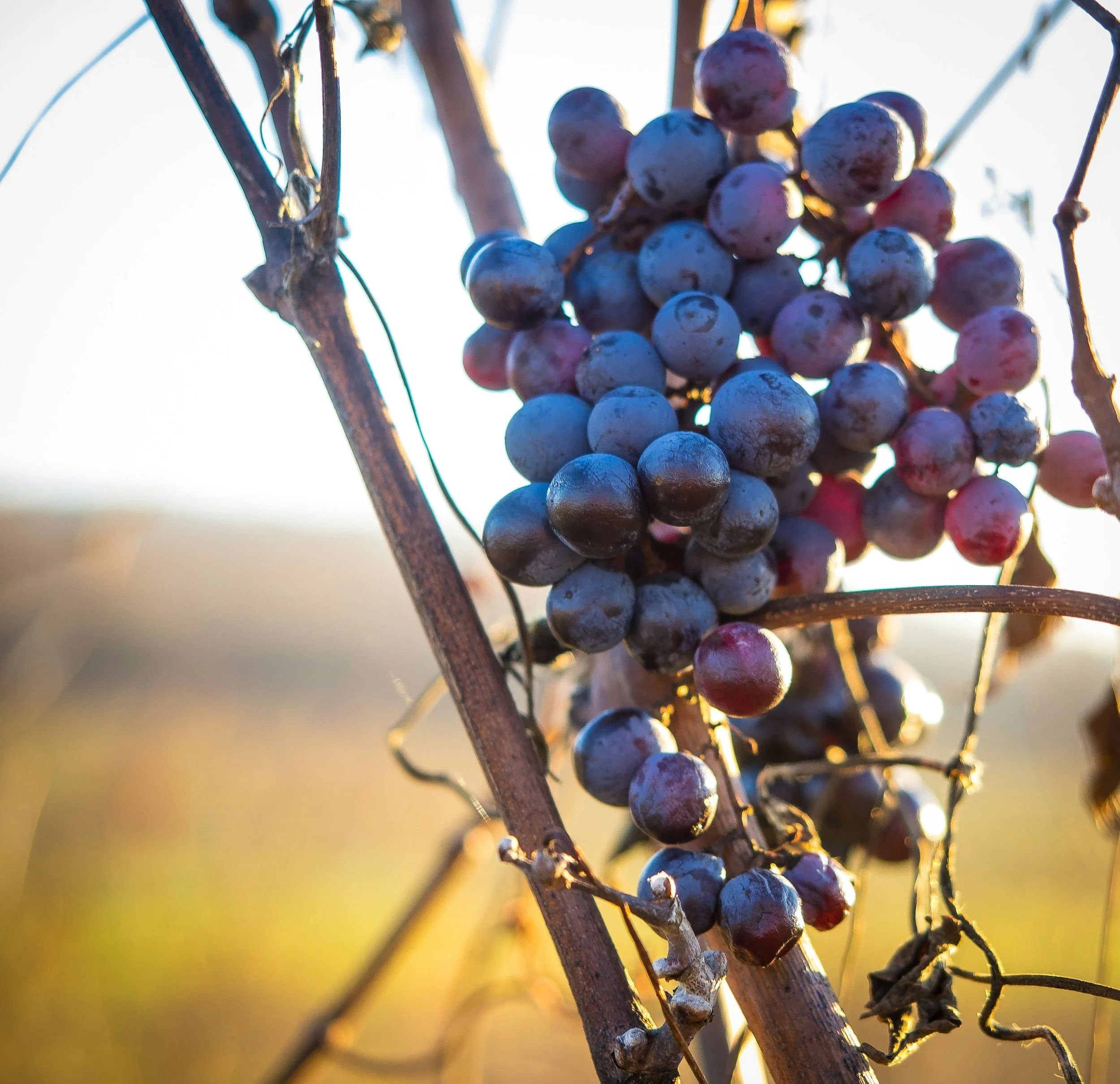 Bunch of grapes hanging on a vine in sunlight with a blurred background.