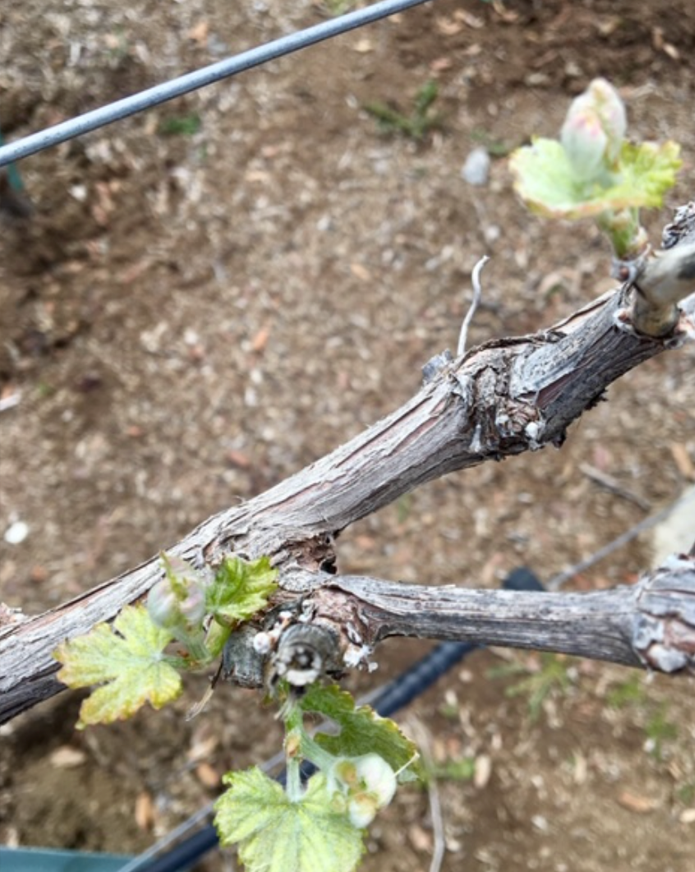 A grapevine branch with young green leaves and small grape clusters growing on it, in a vineyard.