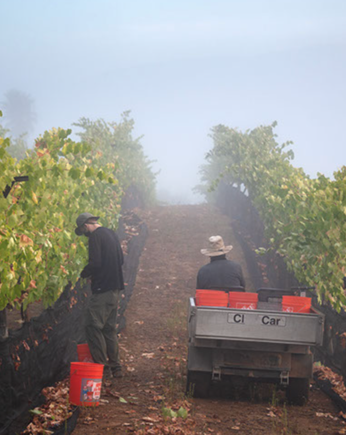 Vineyard workers harvesting grapes on a foggy day, some sitting in a cart and others picking grapes along the rows.