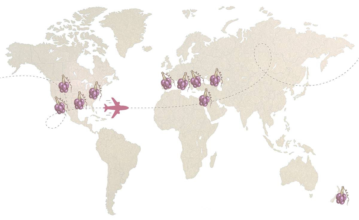 World map showing grape clusters at various locations, with a plane icon indicating travel routes across the world.