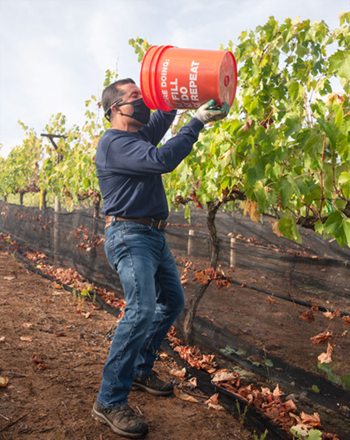 A man in a black mask and glasses harvests grapes in a vineyard, holding a large orange bucket over his shoulder, with vineyard rows and green leaves in the background.