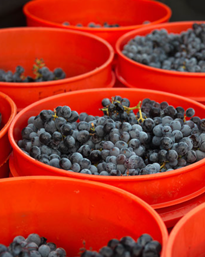 Bunches of grapes in red buckets at a vineyard or farm.