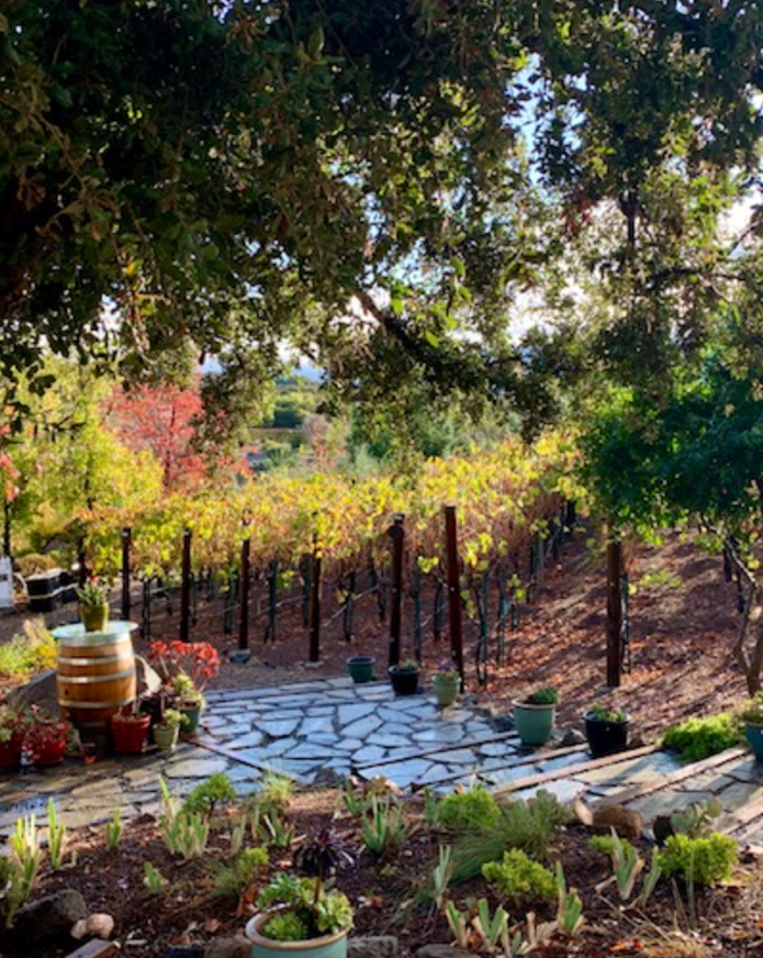 A scenic view of a vineyard with grapevines supported by wooden posts, a stone pathway, and potted plants. Trees with green leaves and some with autumn colors are visible in the background, under a bright, sunny sky.