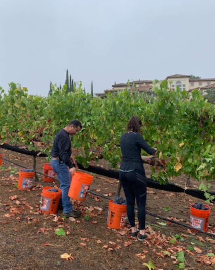 Two people working in a vineyard, harvesting grapes with buckets placed on the ground, surrounded by green grapevines and a cloudy sky.