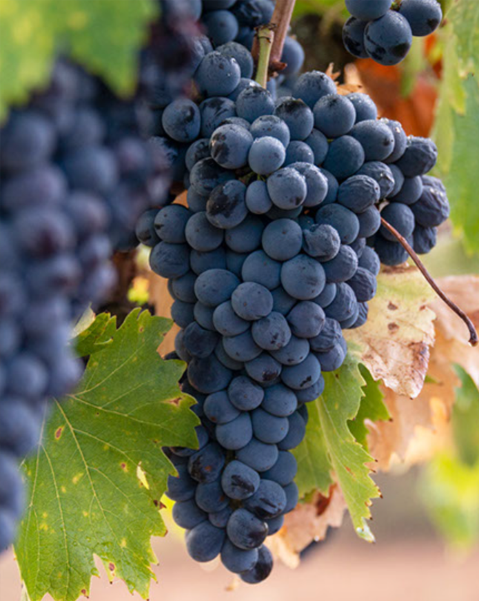 Luscious grapes hanging from the vines
