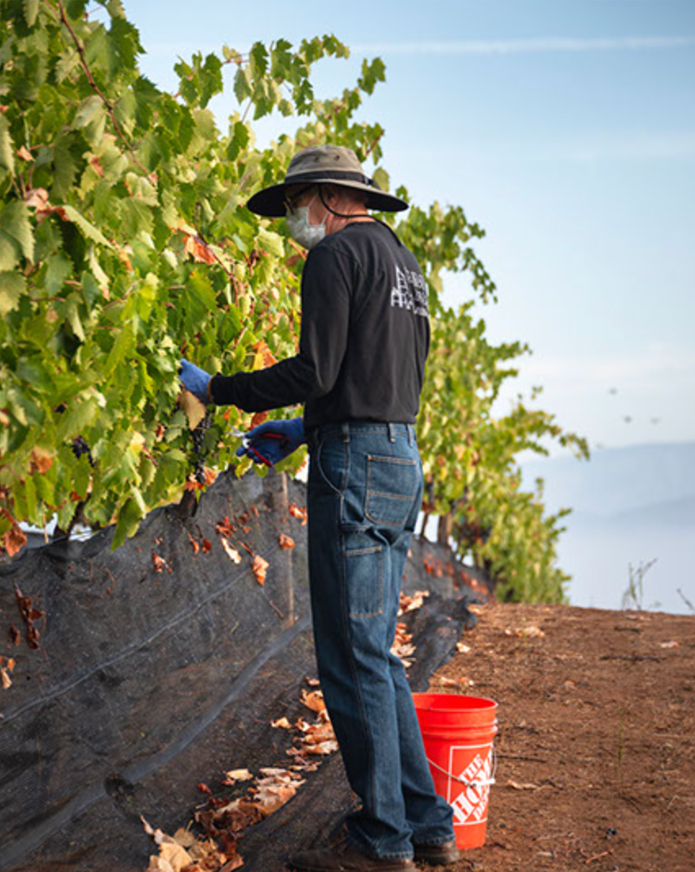 A man wearing a wide-brimmed hat, face mask, glasses, black long-sleeve shirt, jeans, and blue gloves is working in a vineyard, tending to grapevines next to an orange bucket, during daytime.