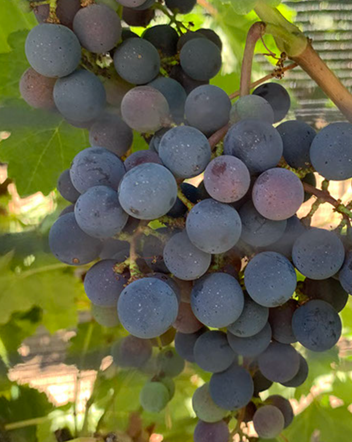 Cluster of ripe purple grapes hanging from a vine among green leaves.