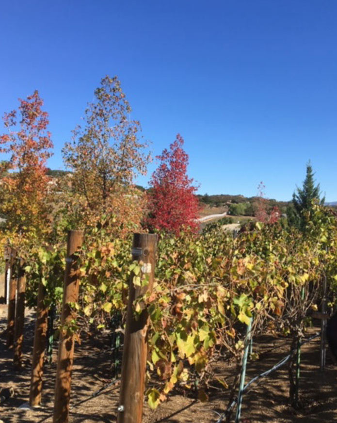 Vineyard with grapevines and trees showing fall foliage under a clear blue sky.