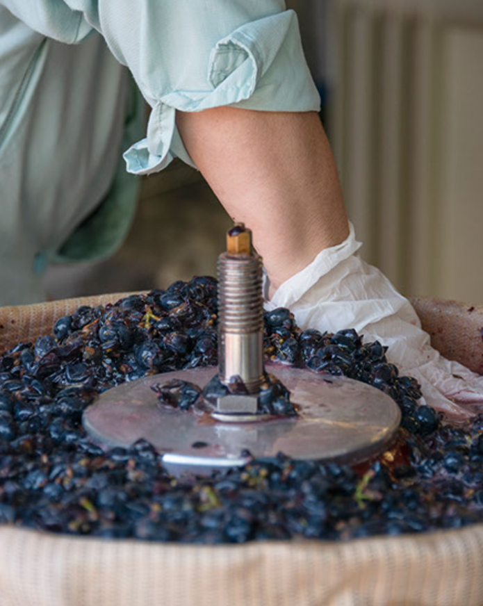 Person using a machine to harvest black grapes.