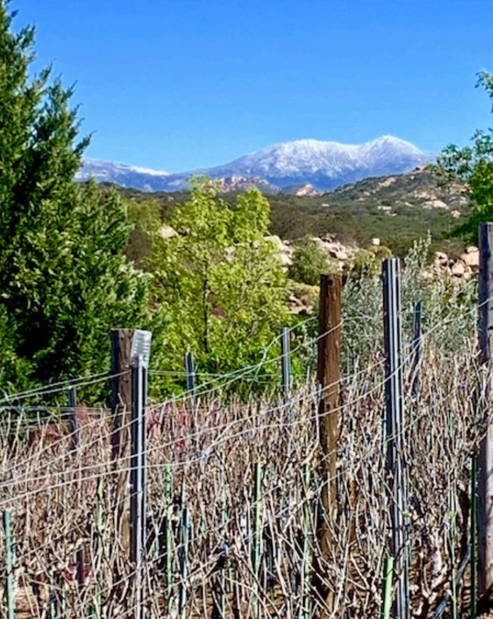 Snow-capped mountain in the background with green trees and plants in the foreground, including a vineyard fence.