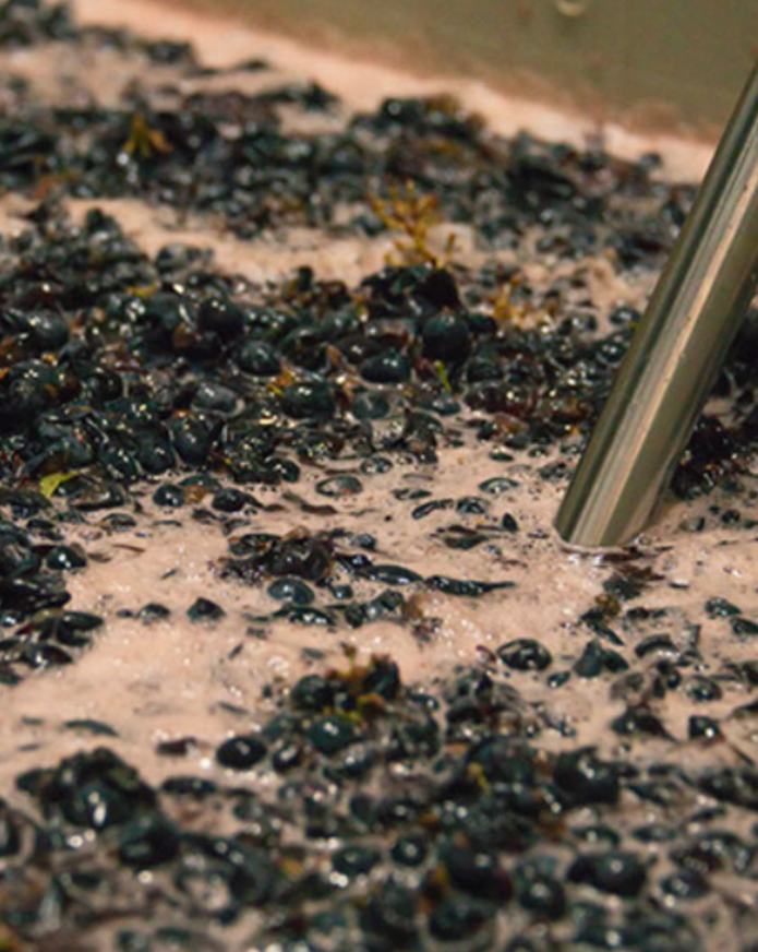 Black olives being crushed or mixed with a metal tool in a large container