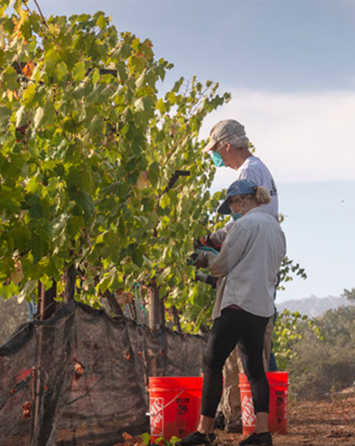 Family and friends working in the Farquar Family Winery inspecting grapevines on a sunny day.