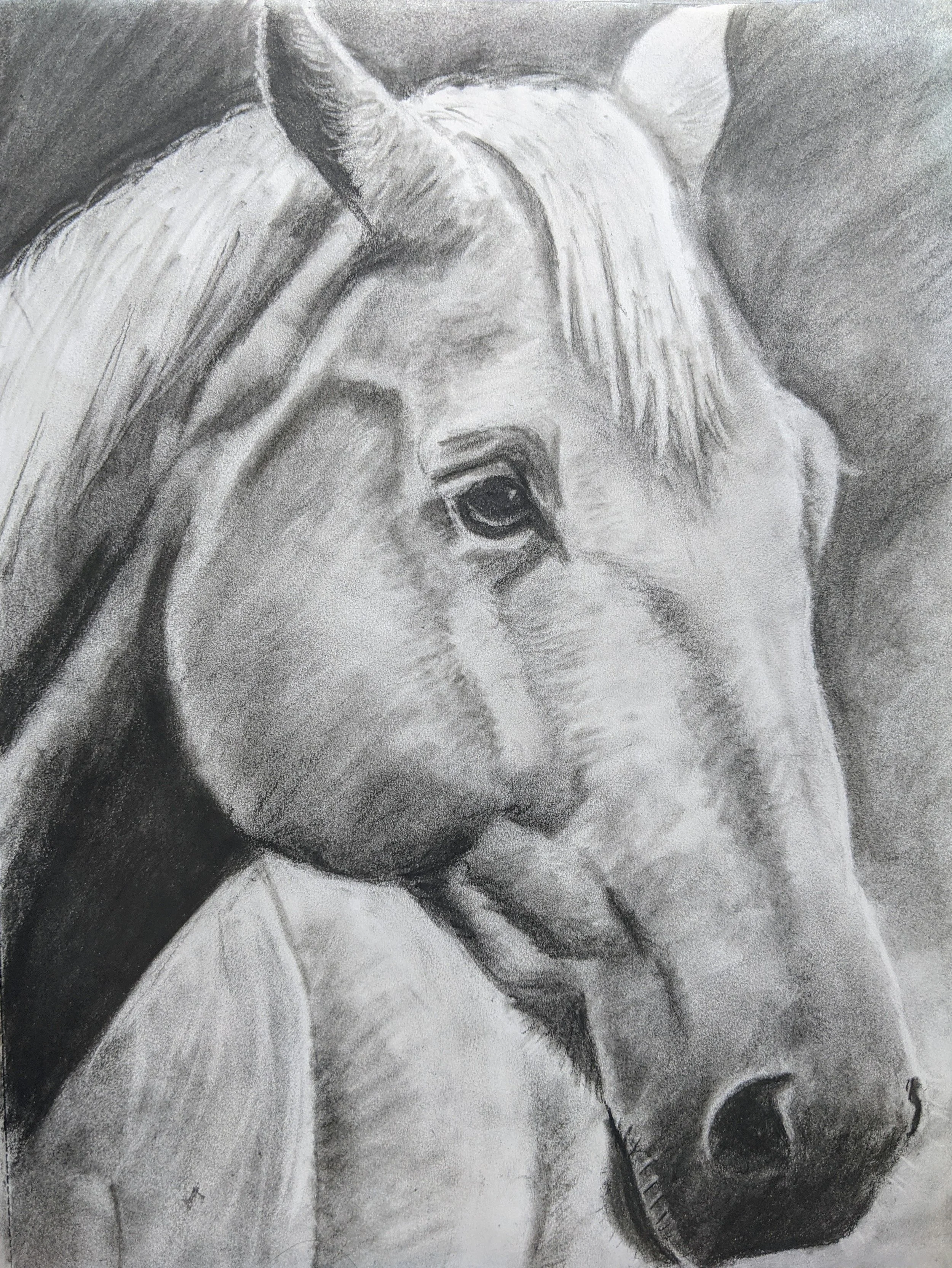Palomino