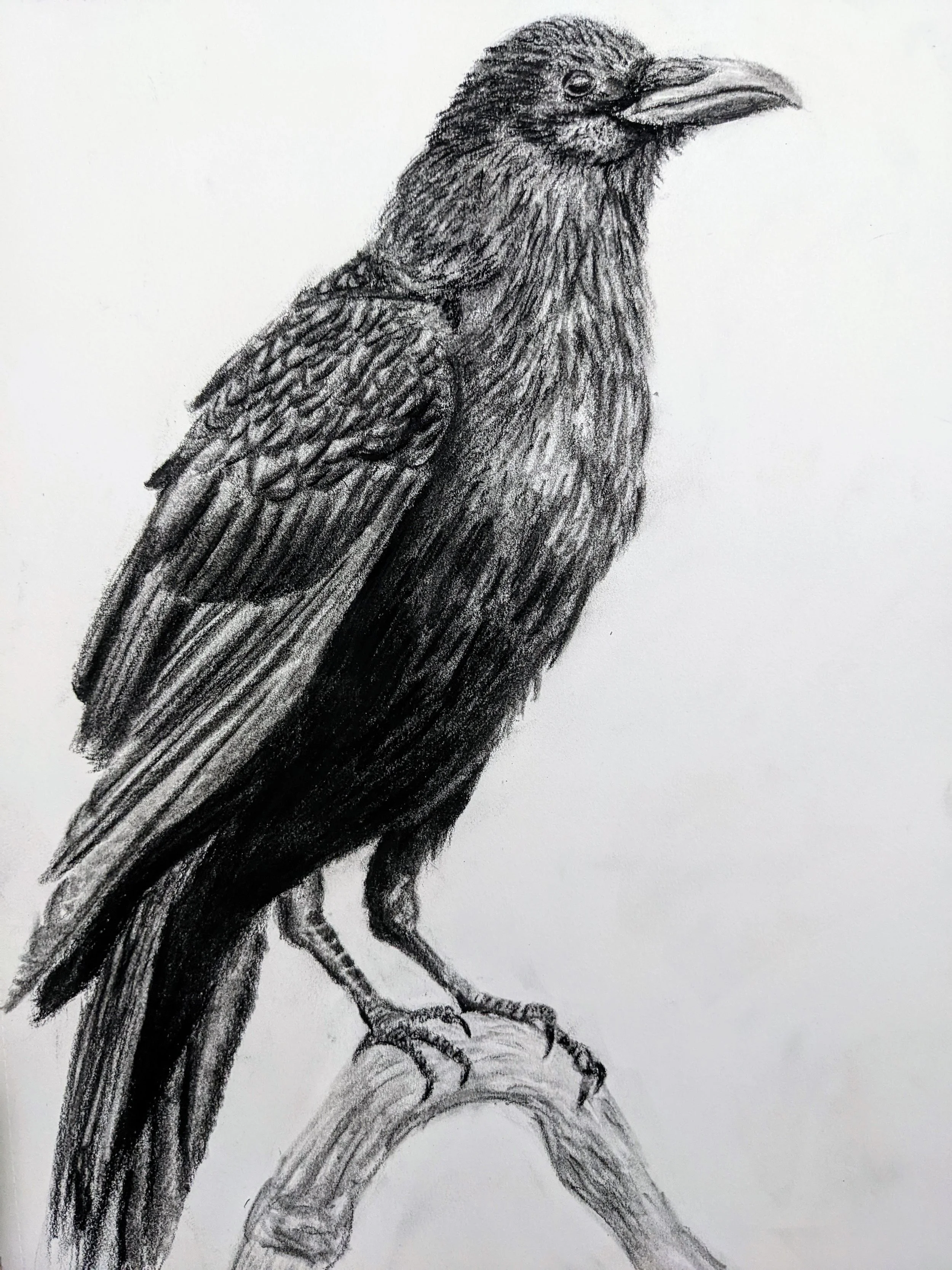 Crow