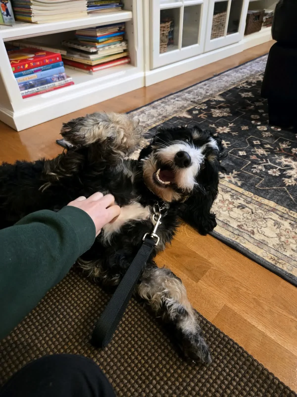 Smiling black and tan puppy lying on the floor, petting its chest, with a person in a green sleeve gently touching it.
