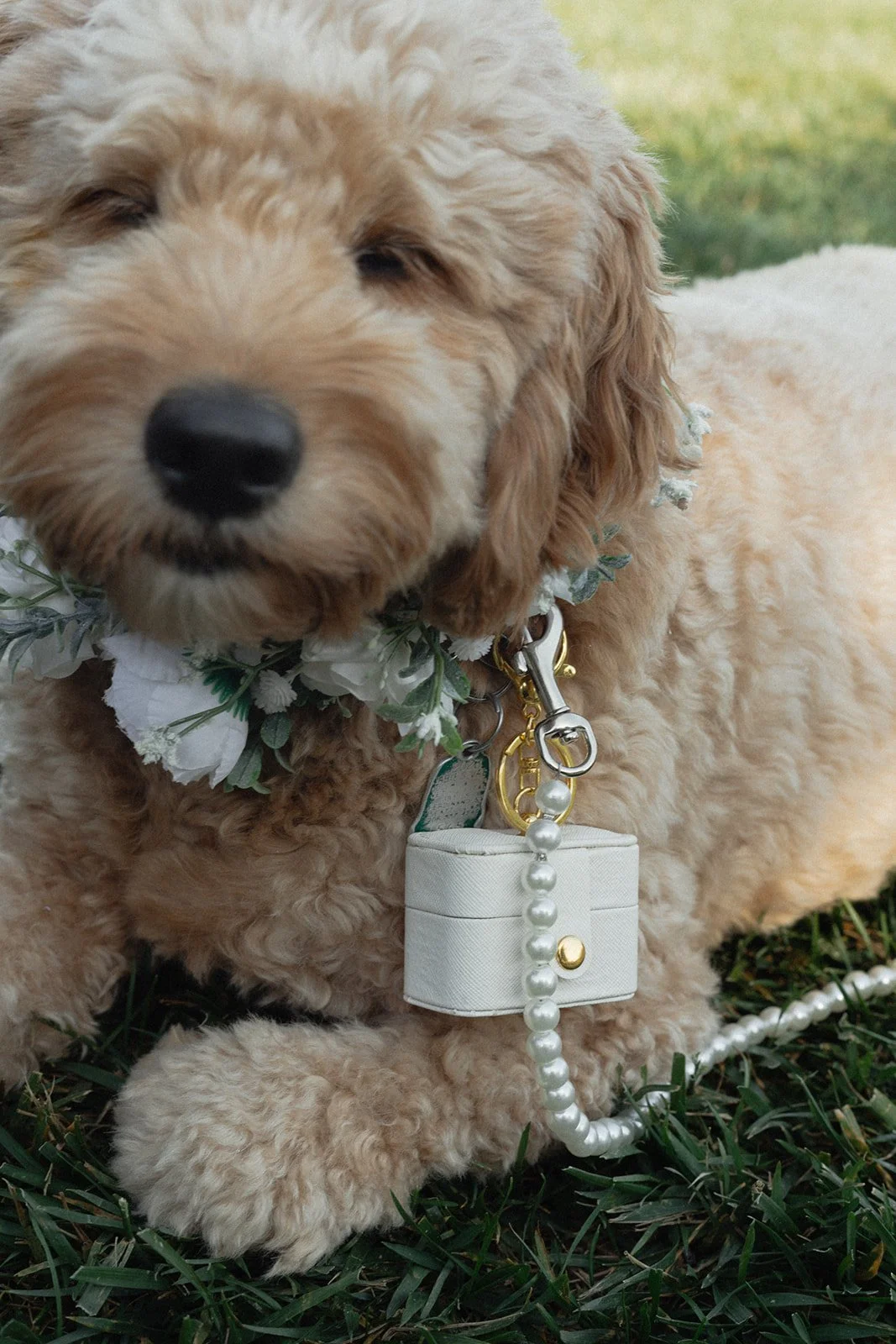 A fluffy golden retriever puppy lying on grass, wearing a floral collar with white flowers, and a white gift box leash with pearl accents.