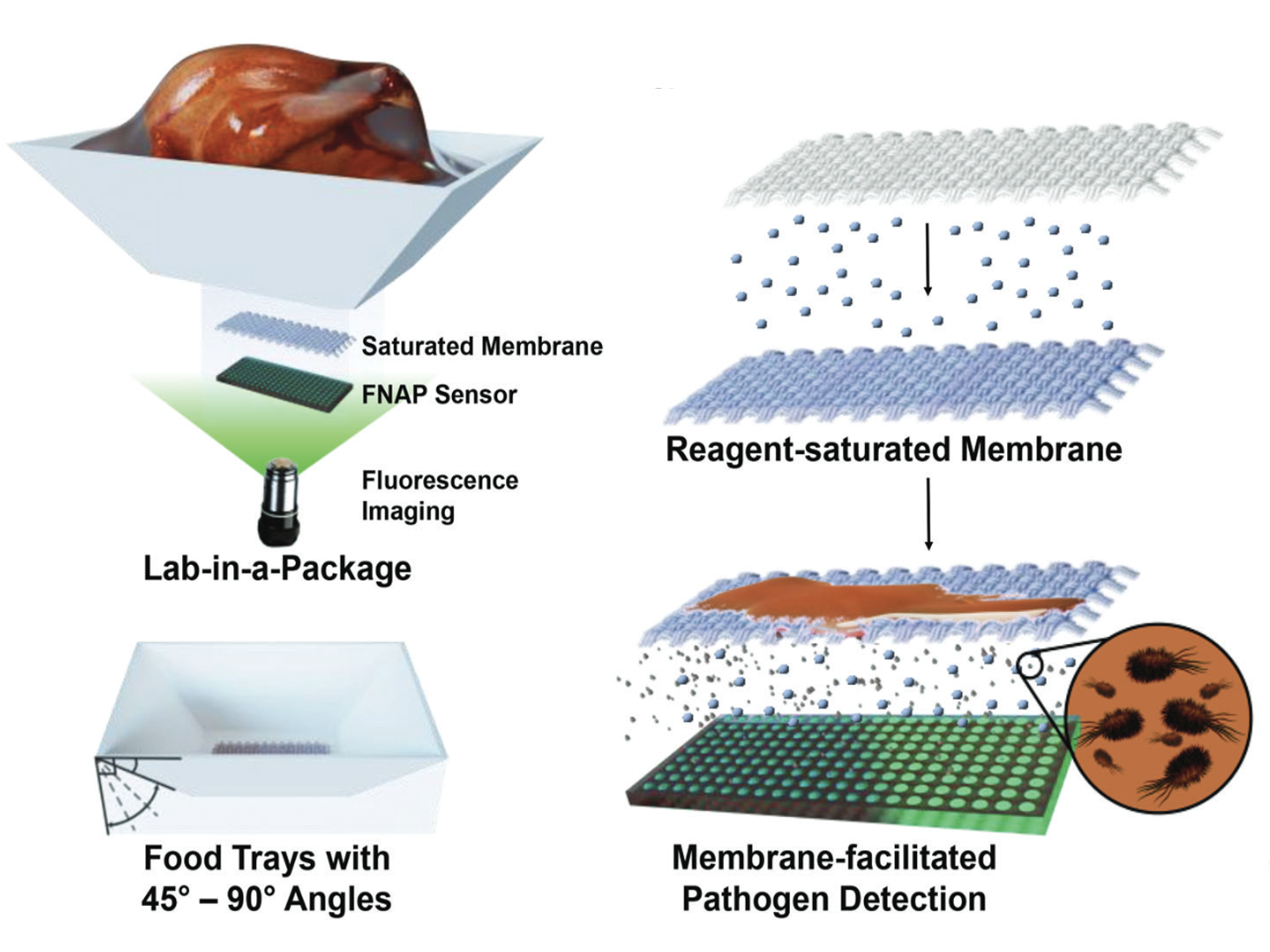 Illustration of a membrane-based pathogen detection system. The setup includes food trays at an angle, a fluorescent imaging device, a saturated membrane with a FNAP sensor, and a reagent-saturated membrane. The membrane facilitates pathogen detection by fluorescence, shown with bacteria and a zoomed-in view of bacteria on the membrane.
