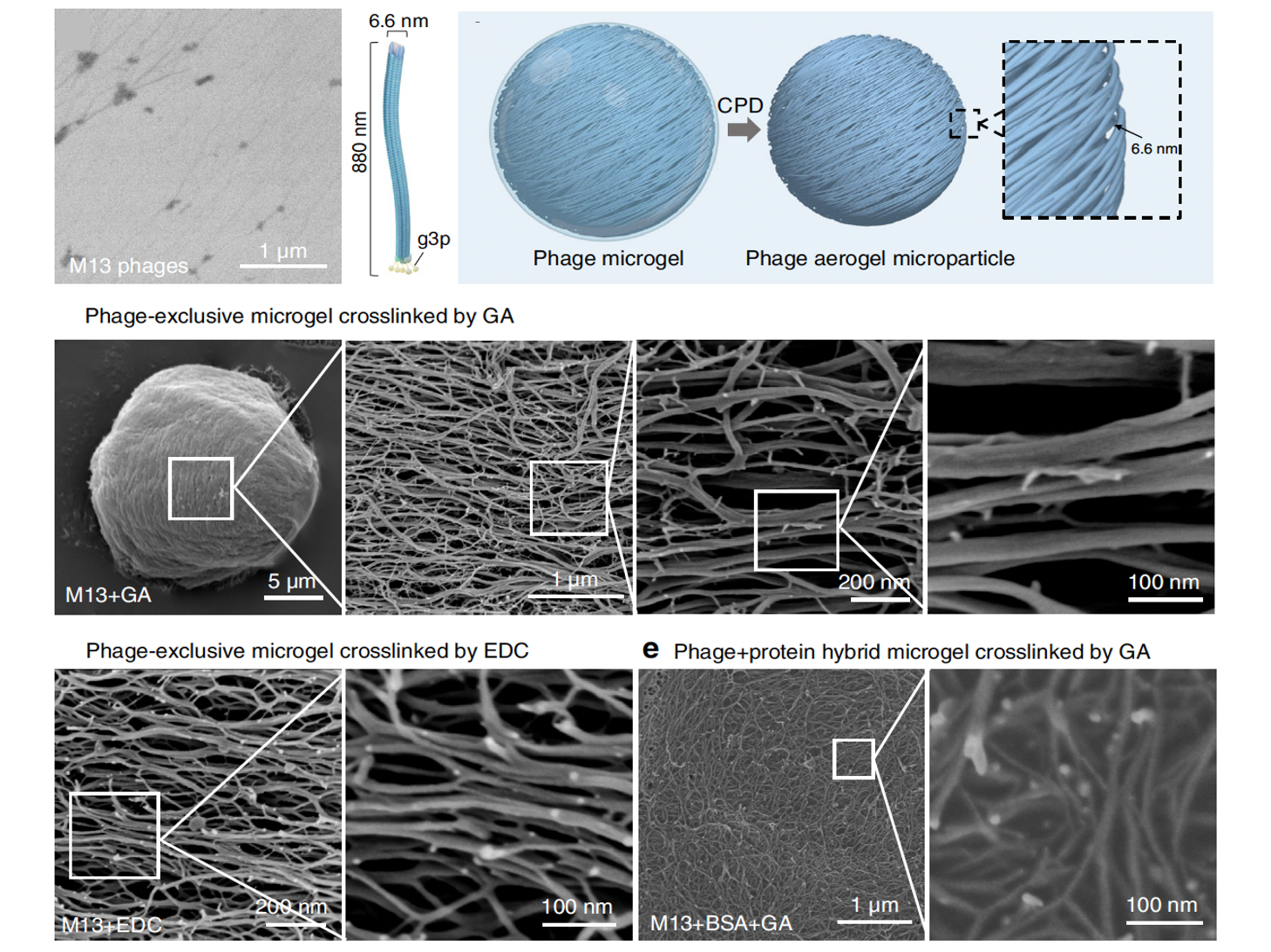 Microscopic images and schematic diagrams showing the structure, synthesis, and crosslinking of phage microgels and aerogel microparticles, including electron micrographs and labeled illustrations of different microgel types and their crosslinking methods.