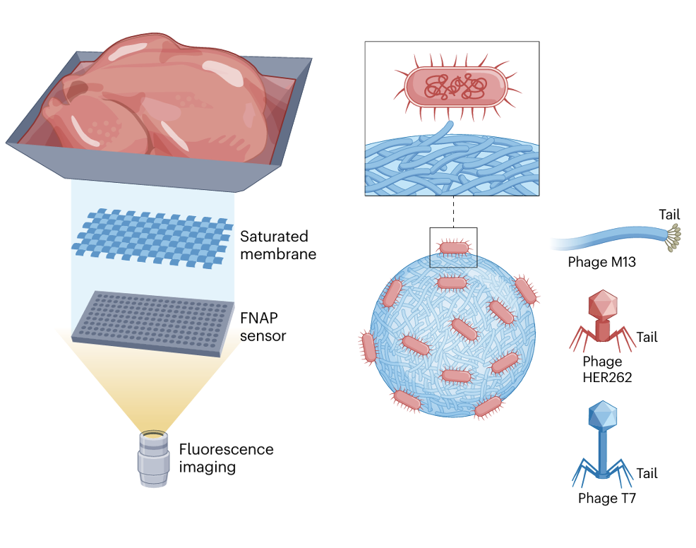 Diagram showing bacterial detection using fluorescence imaging. It includes a piece of meat, a saturated membrane with an FNAP sensor, and a fluorescence imaging device. The diagram depicts bacteria labeled with CAR T cells, phages HER262 and T7, each with tail structures.
