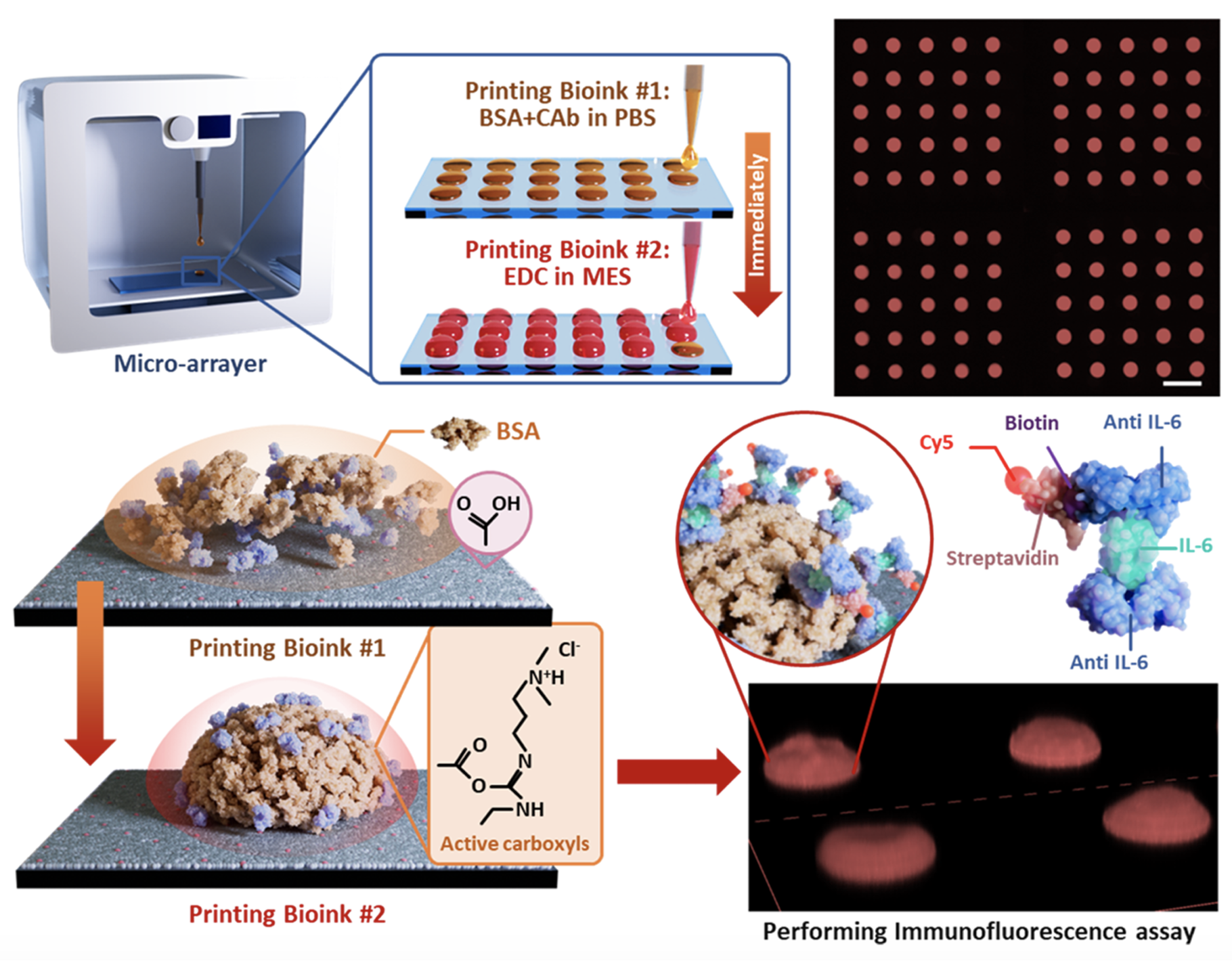 Diagram showing a process of 3D bioprinting of a bioink for immunofluorescence analysis. It includes a micro-arrayer printer with two bioinks: Bioink #1 with BSA and CAb in PBS, and Bioink #2 with EDC in MES. Bioink #1 is deposited first containing BSA molecules, while Bioink #2 contains active carboxyl groups for chemical bonding. The printed structure is analyzed using immunofluorescence to detect cytokines, biotin, and IL-6 with specific antibodies, visualized with fluorescent imaging.