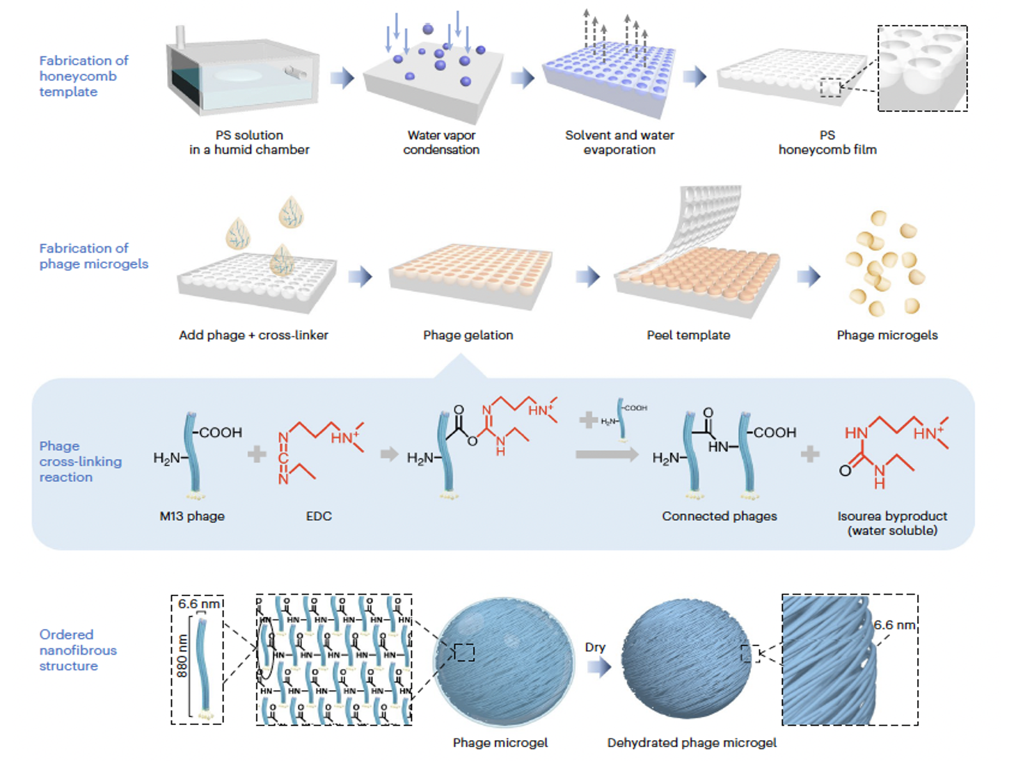 Diagram illustrating the process of creating a honeycomb film using a PS solution in a humid chamber, water vapor condensation, solvent evaporation, and honeycomb formation, followed by the fabrication of phage microgels through adding phages, gelation, and peeling. Contains chemical reactions of phage cross-linking and the formation of ordered nanofibrous structures.