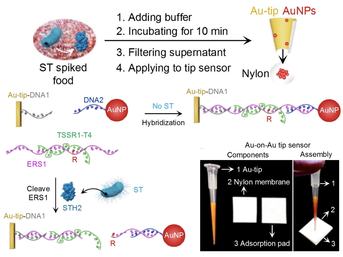 Diagram of a DNA biosensor process involving ST spiked food, incubation, filtering, and applying to a tip sensor with Au-tip and nylon. Illustrates DNA hybridization, cleavage, and assembly of Au-on-Au tip sensor components with images of the sensor parts and adsorption pad.