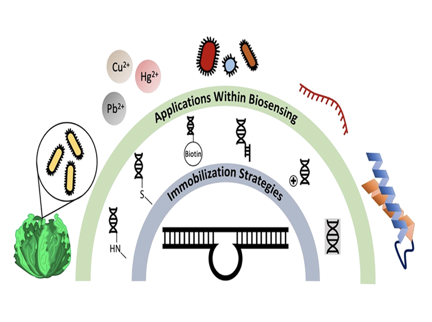 Diagram showing strategies for biosensing and immobilization involving DNA, proteins, and nanoparticles with colored illustrations of bacteria, metals, and molecules.