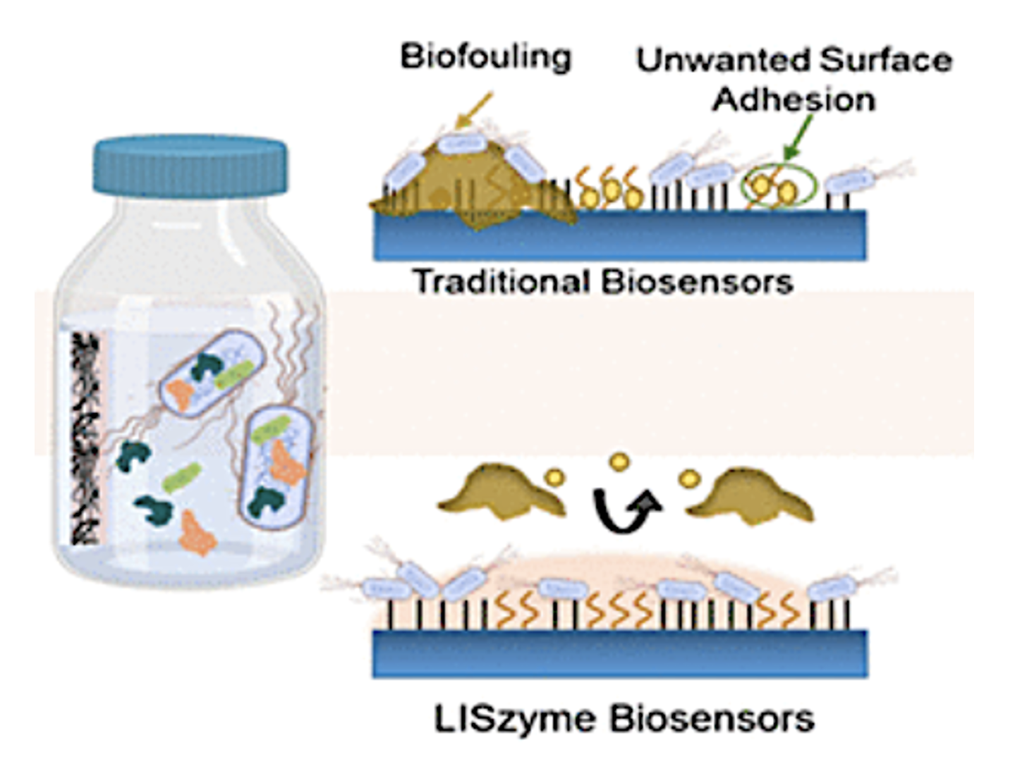 Comparison of traditional biosensors and LISYME biosensors. The traditional biosensor shows biofouling and unwanted surface adhesion on the sensor surface. The LISYME biosensor illustrates less biofouling and unwanted surface adhesion, indicating improved resistance to fouling and enhanced sensor performance.