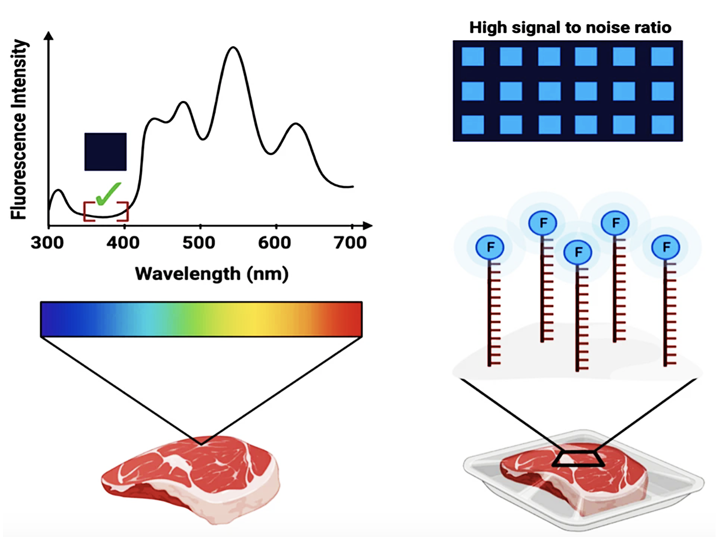Diagram showing fluorescence spectroscopy and detection methods. A graph plots fluorescence intensity versus wavelength, highlighting a specific wavelength around 400 nm with a check mark. A color wavelength scale ranges from blue to red, pointing to a piece of meat. Two laser diagrams indicate high signal-to-noise ratio and fluorescence detection at the meat sample.