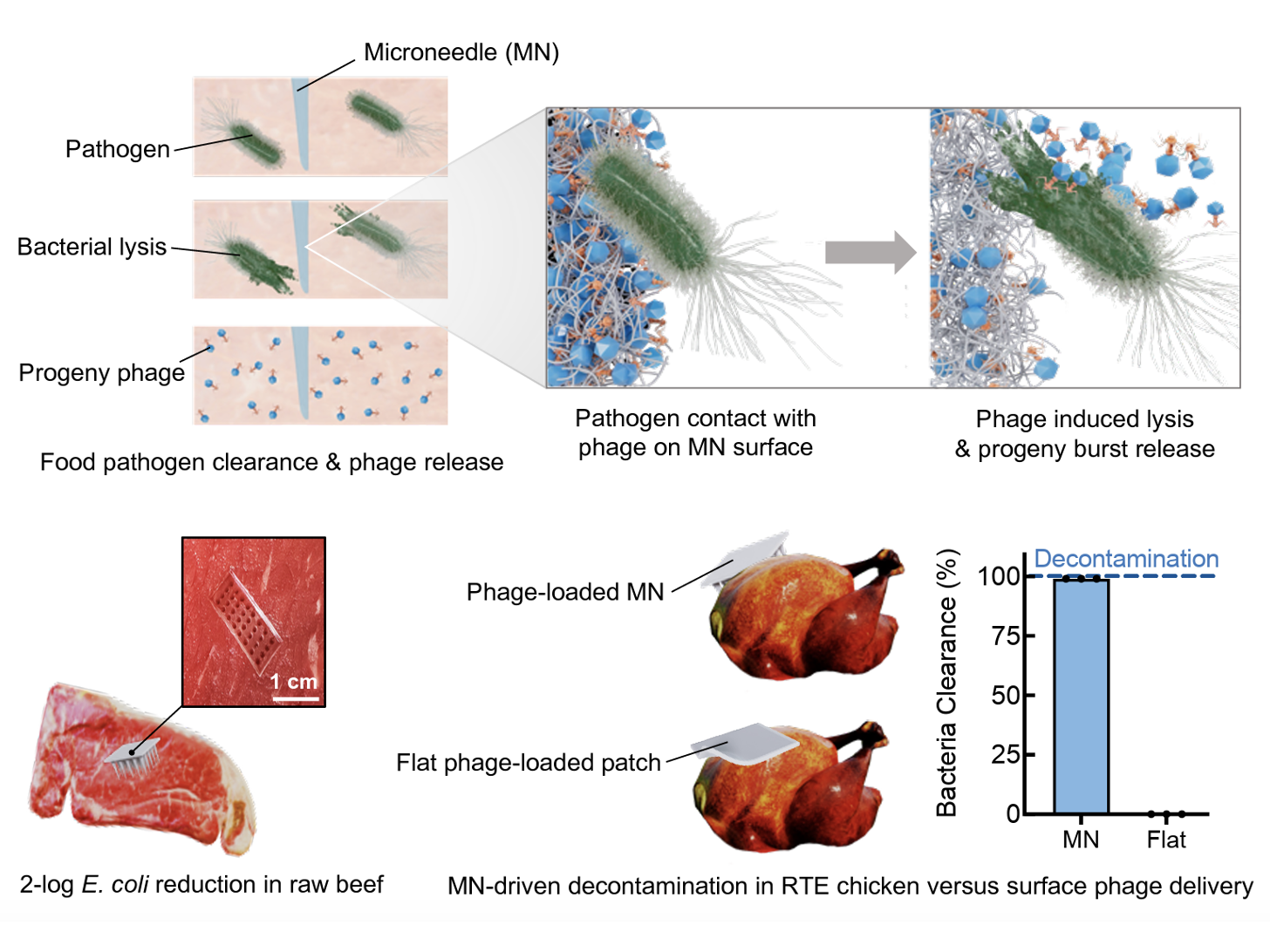 Diagram depicting the process of using bacteriophage nanomedicine for food safety. The top section shows how phages are combined with nanomaterials to target pathogens on food surfaces, leading to bacterial lysis and release of progeny phages. The bottom section compares decontamination methods: phage-loaded nanomaterials on raw beef versus surface phage delivery, showing the former achieves near 100% bacteria clearance according to a bar graph.