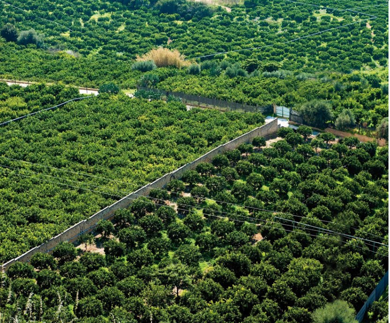 ribera tutela arancia ribera di sicilia.png