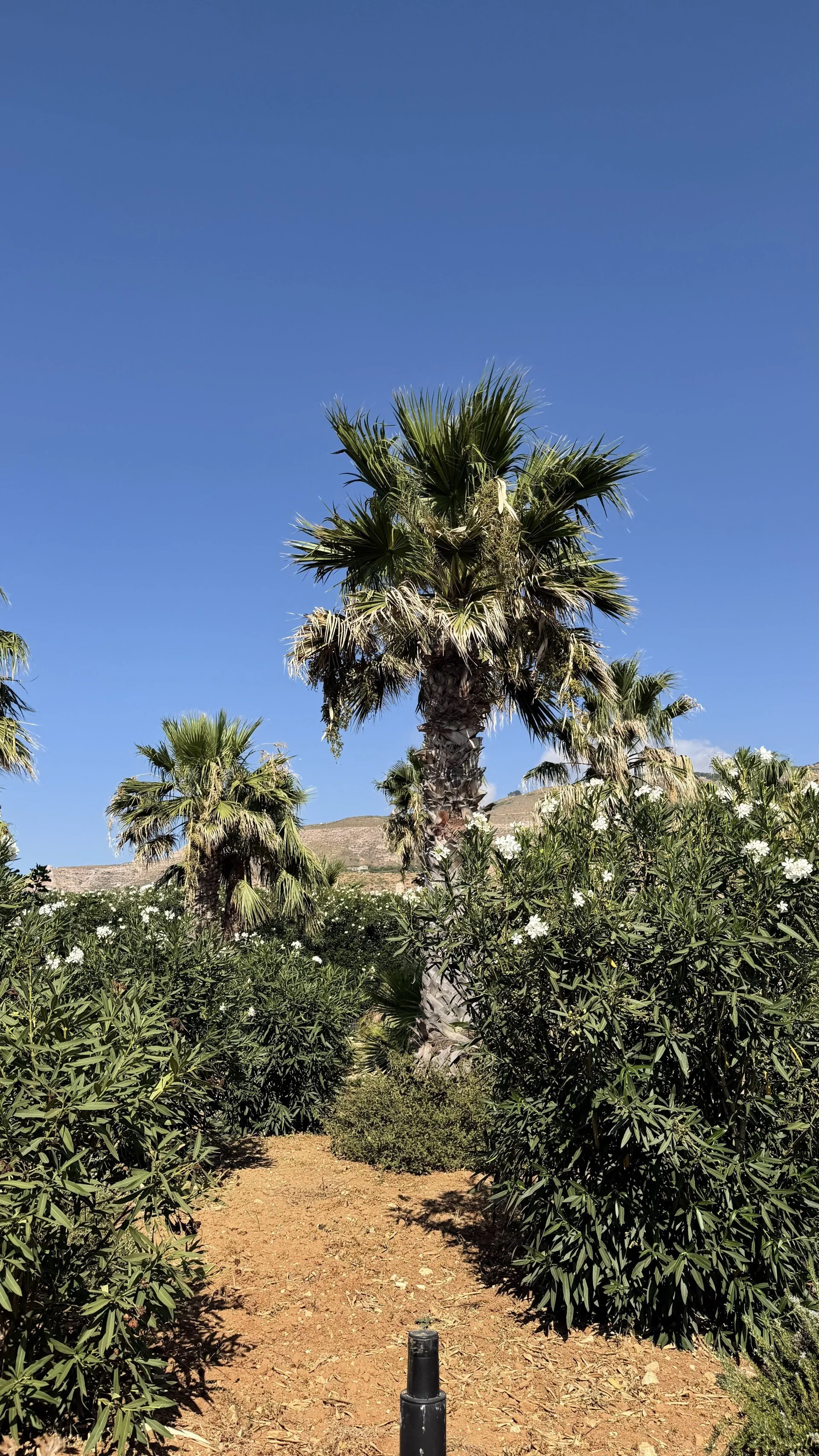 palm 1.jpeg