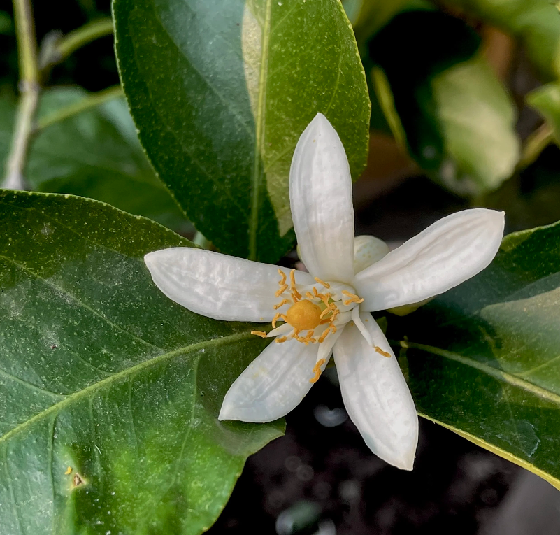 Zagara - apelsin blomma.png