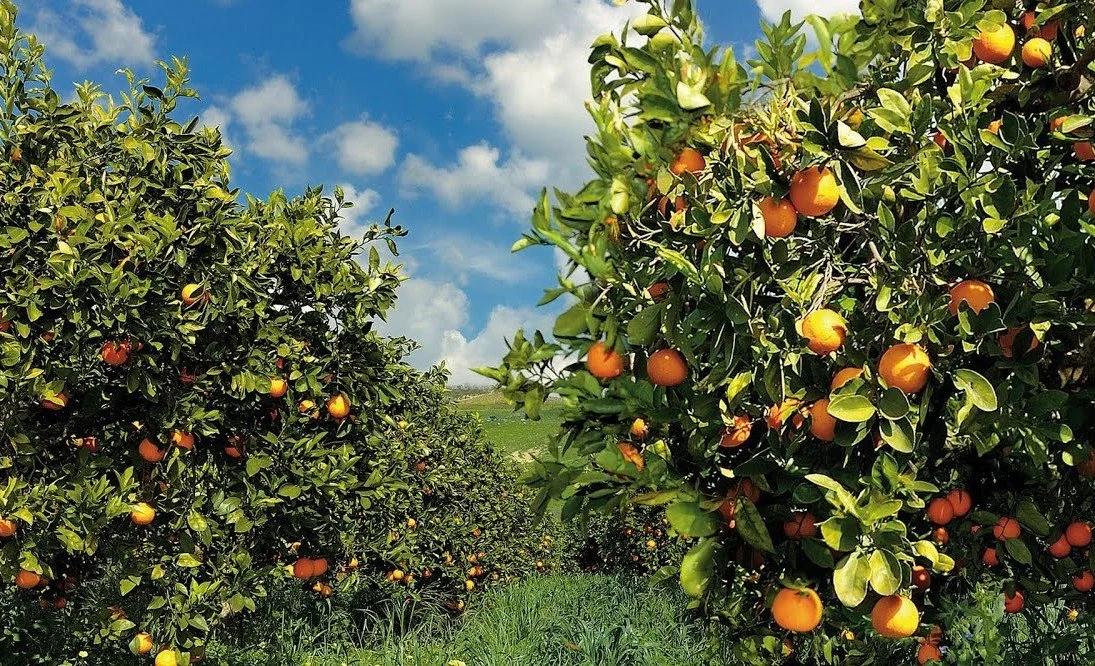 Apelsiner Ribera.jpg