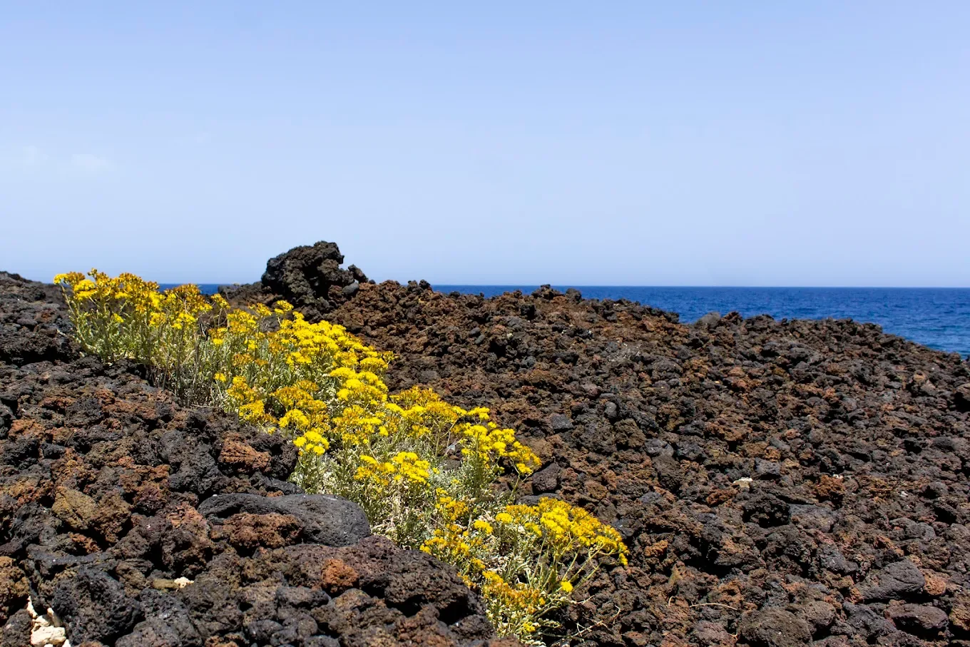 linosa gula blommor.webp