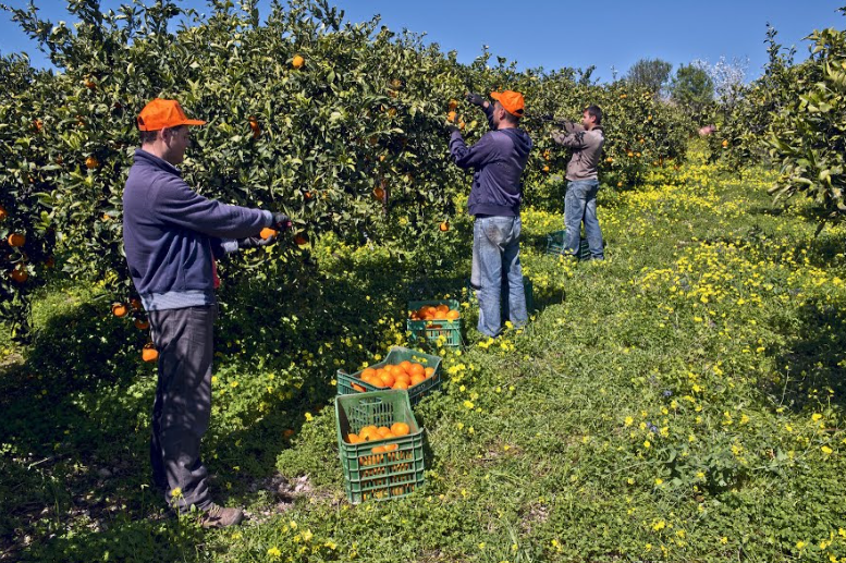 ribera apelsin plockning.png