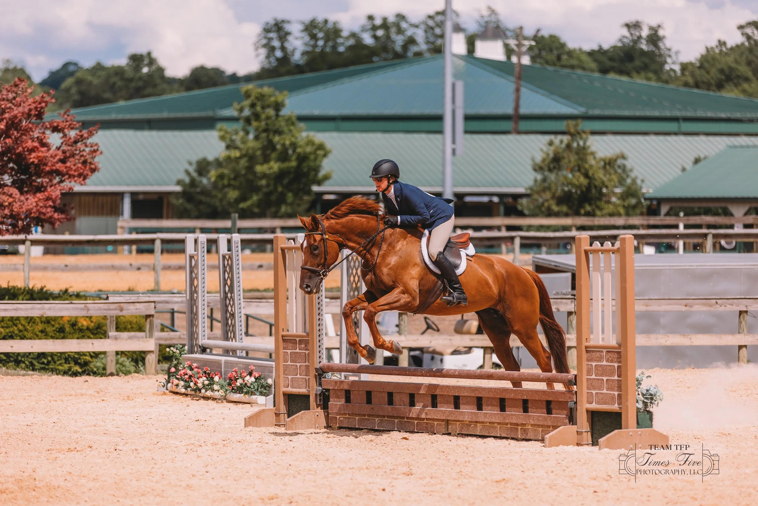 A rider in navy jacket, beige riding pants, and black helmet guides a chestnut horse over a showjumping obstacle in an outdoor arena.
