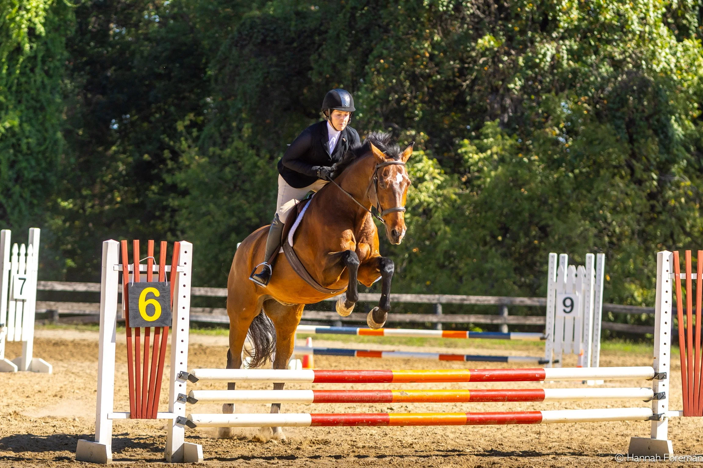 A rider wearing a black jacket, white riding pants, and a helmet guides a brown horse with a black mane over a show jumping obstacle marked with the number 6, on a dirt arena with green trees in the background.