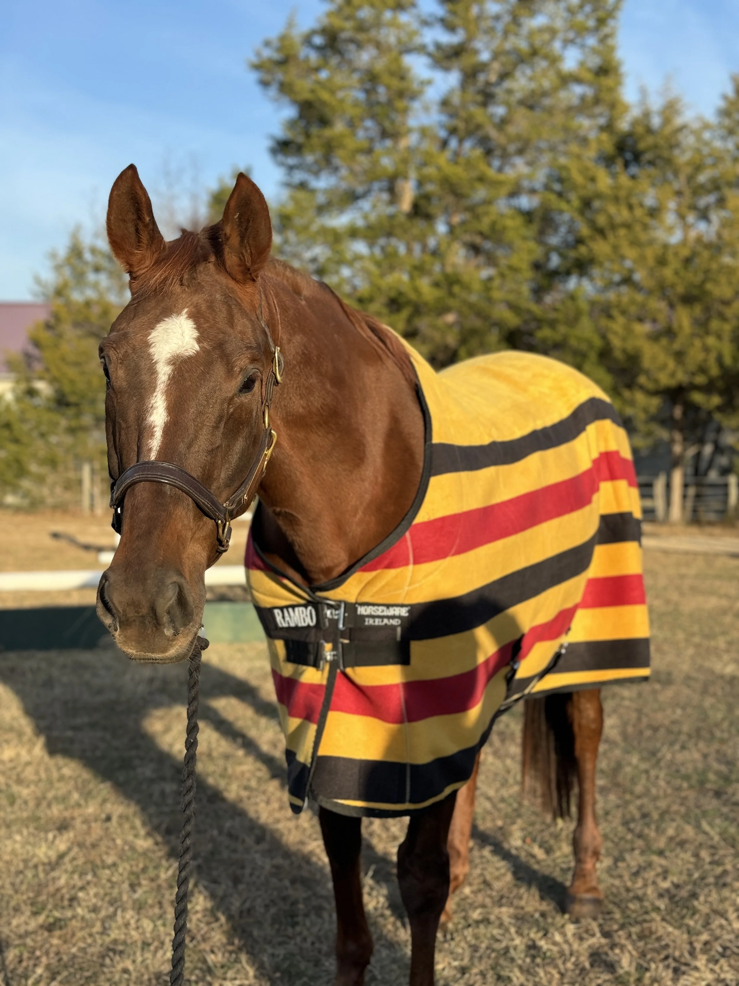 A brown horse wearing a yellow, red, and black striped blanket standing outdoors on a sunny day with trees in the background.