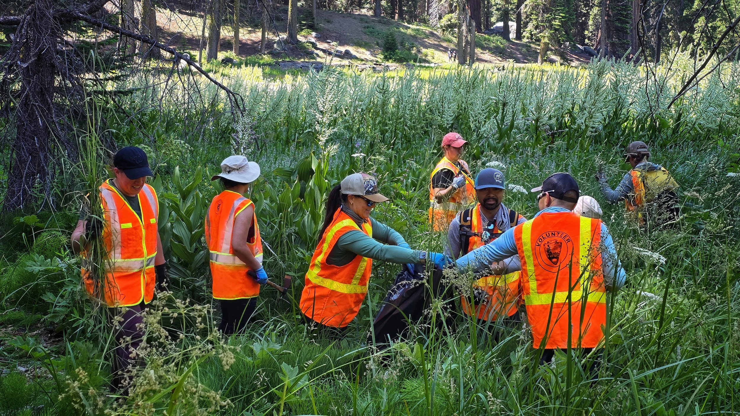 Group of volunteers in orange safety vests working together in a lush green forested area near a body of water.