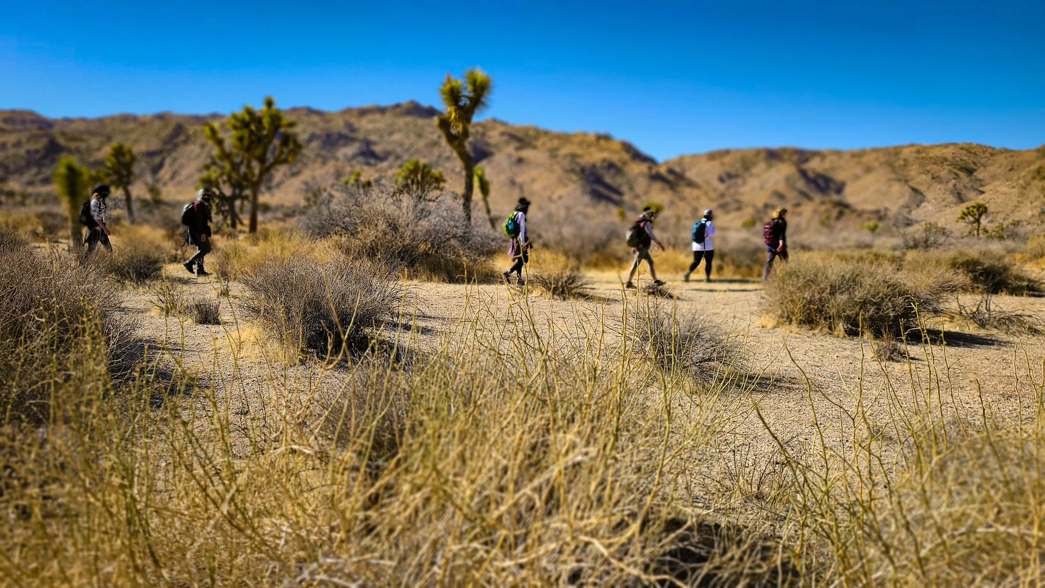 A group of seven hikers walking along a desert trail with dry bushes and Joshua trees, mountains in the background, under a clear blue sky.