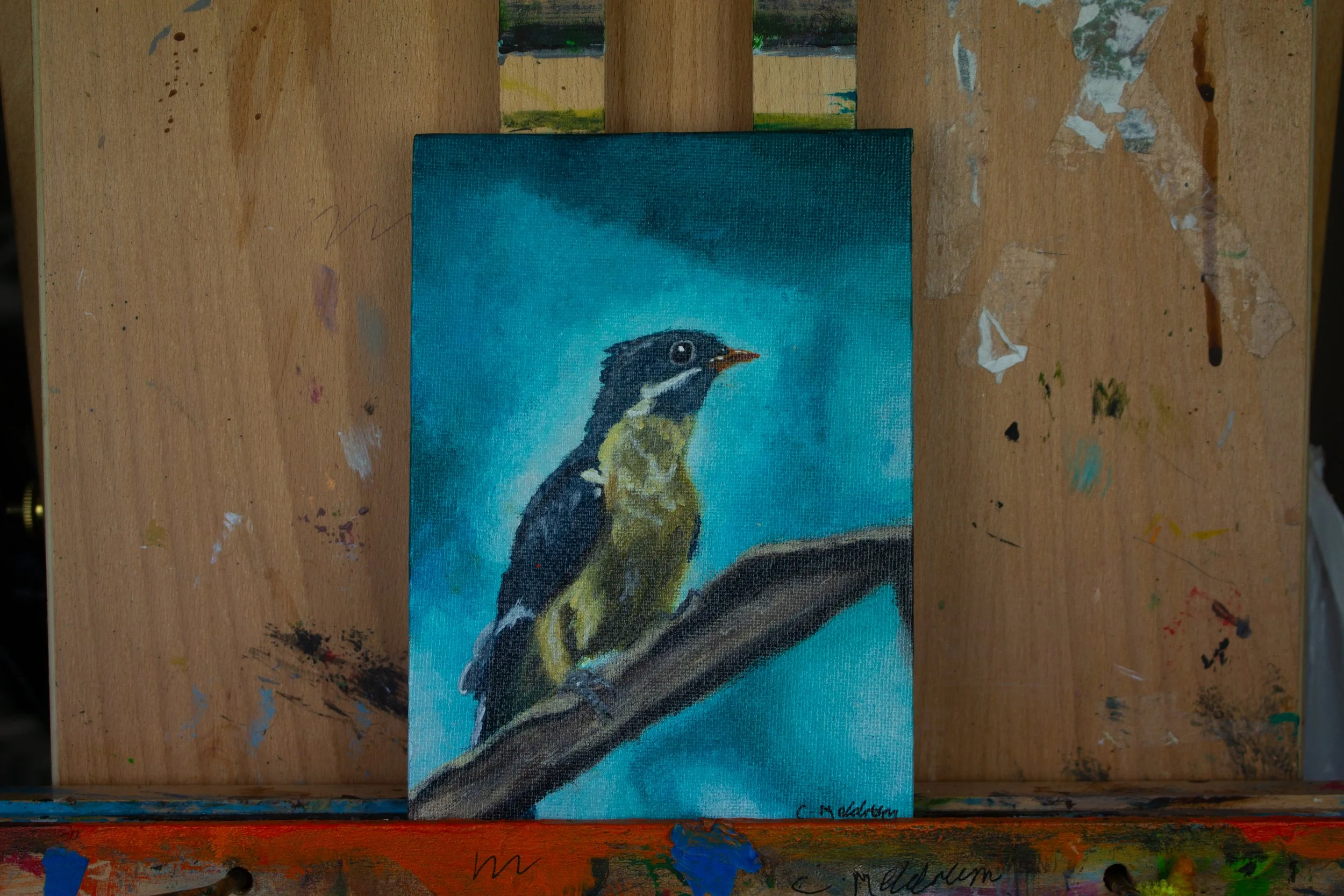 Jacobin Cuckoo (Original Painting)