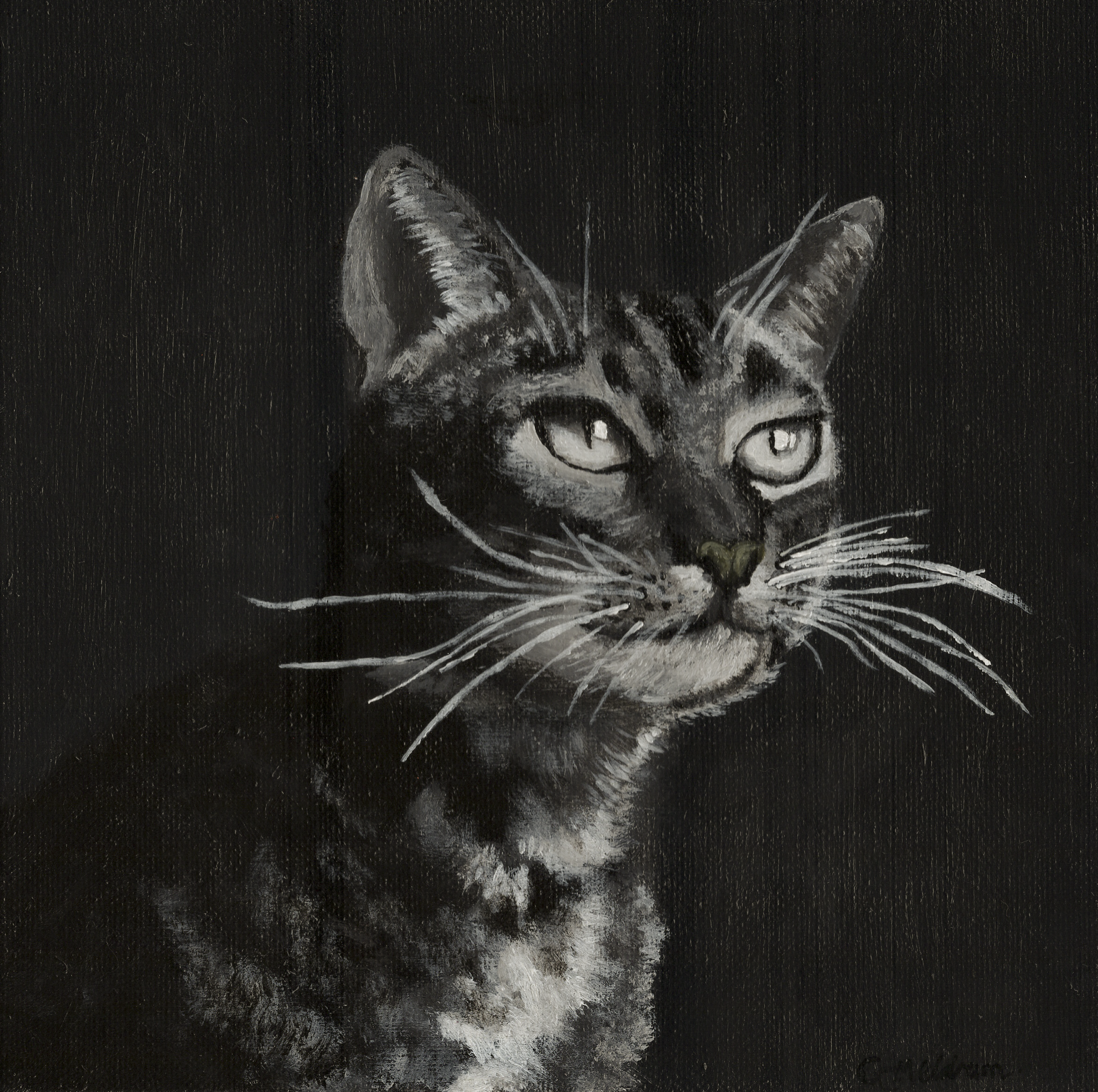 Black and White Cat.png