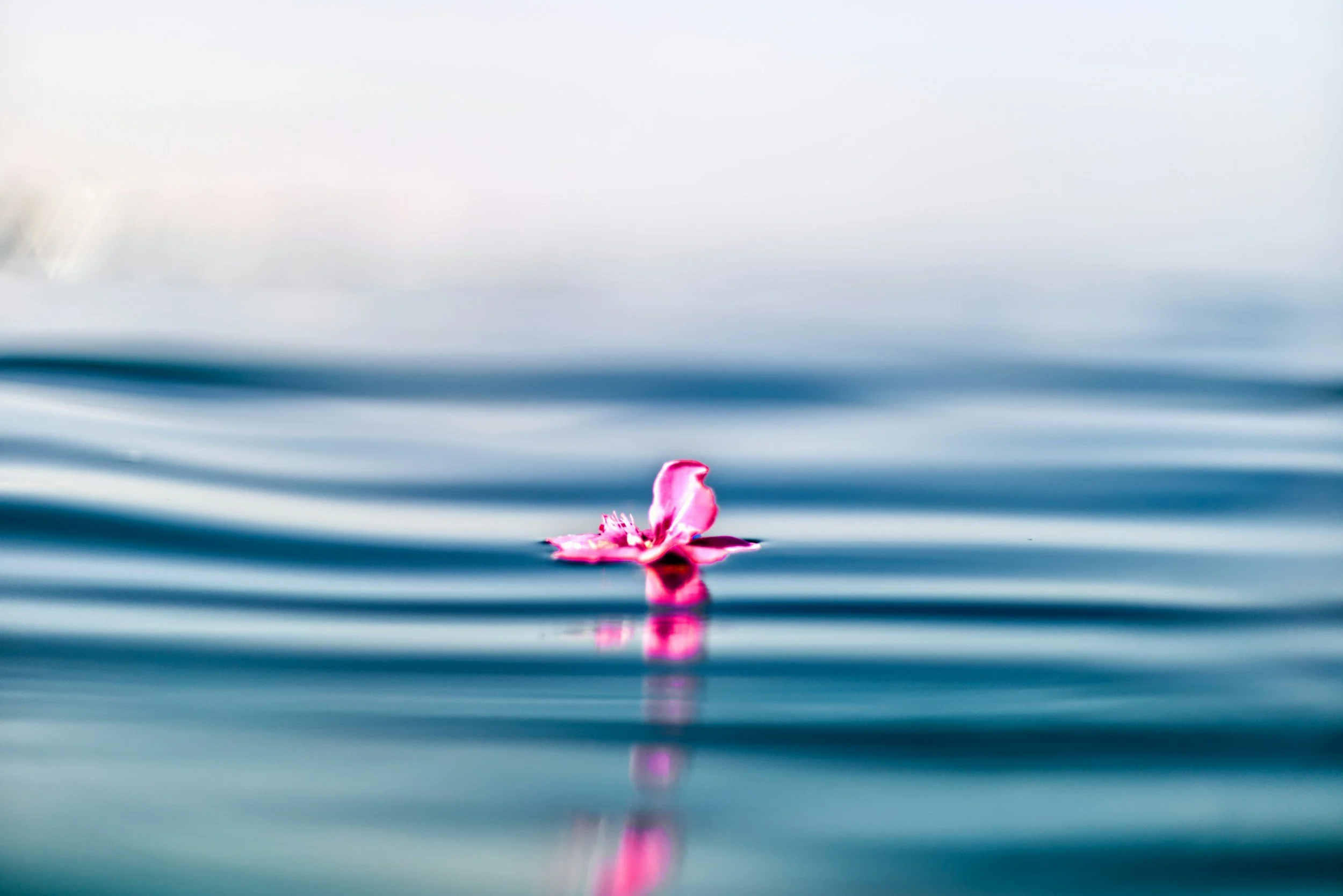 A single pink flower floating on calm water with a reflection, against a blurred background.