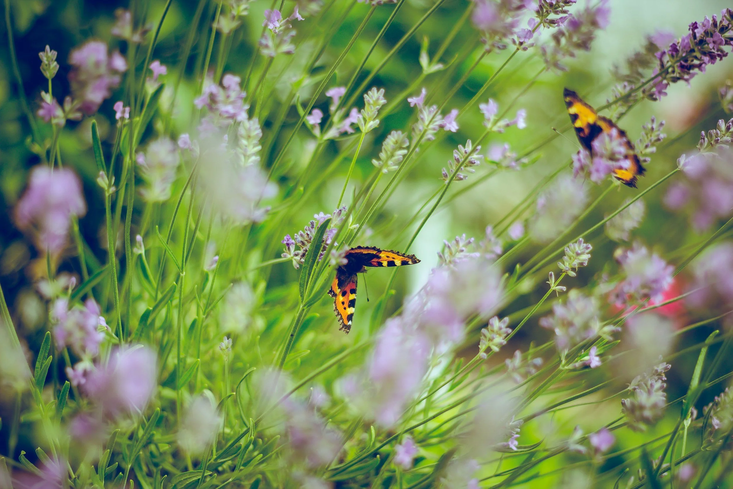 Pink and purple flowers with green stems and leaves, two butterflies with orange, black, and yellow coloration on the flowers