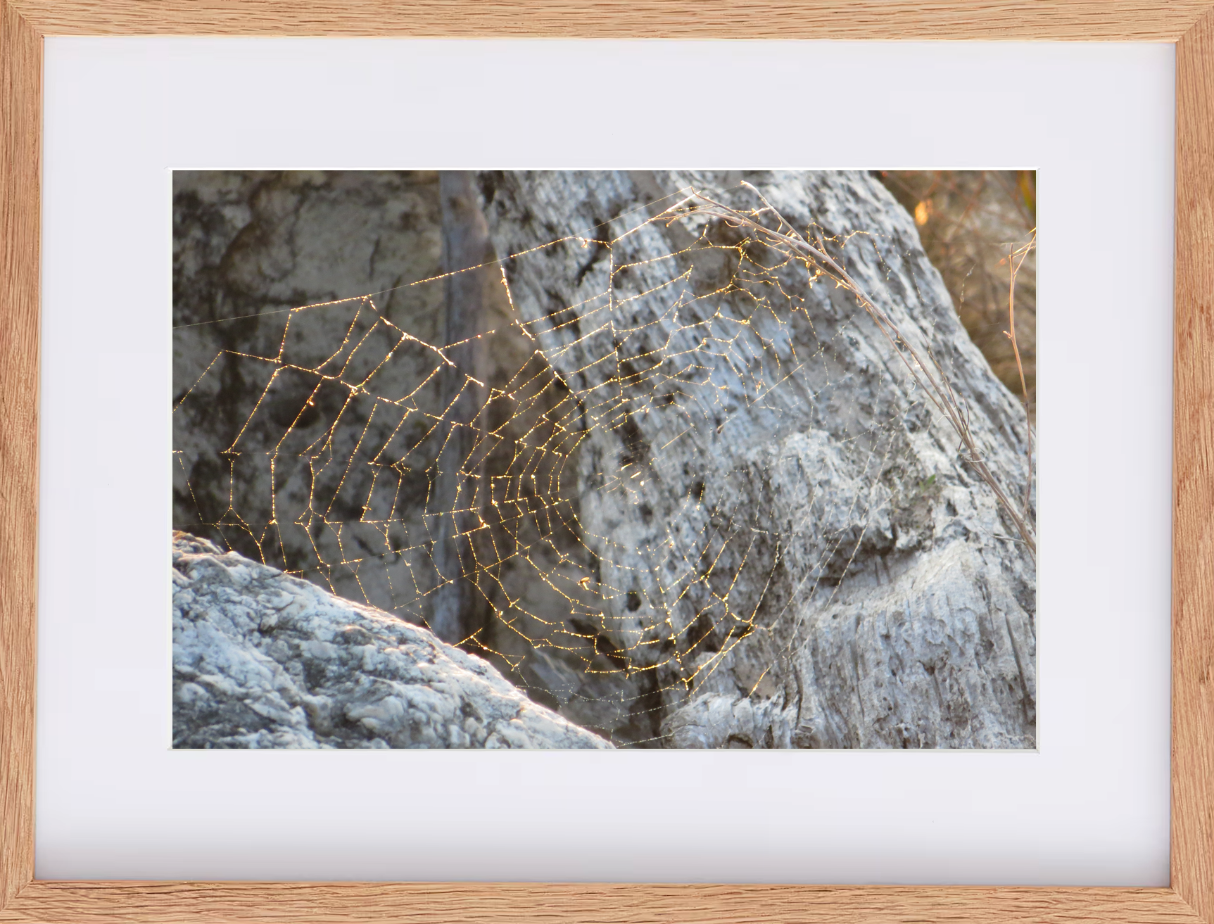 WEB IN FRAME copy.png