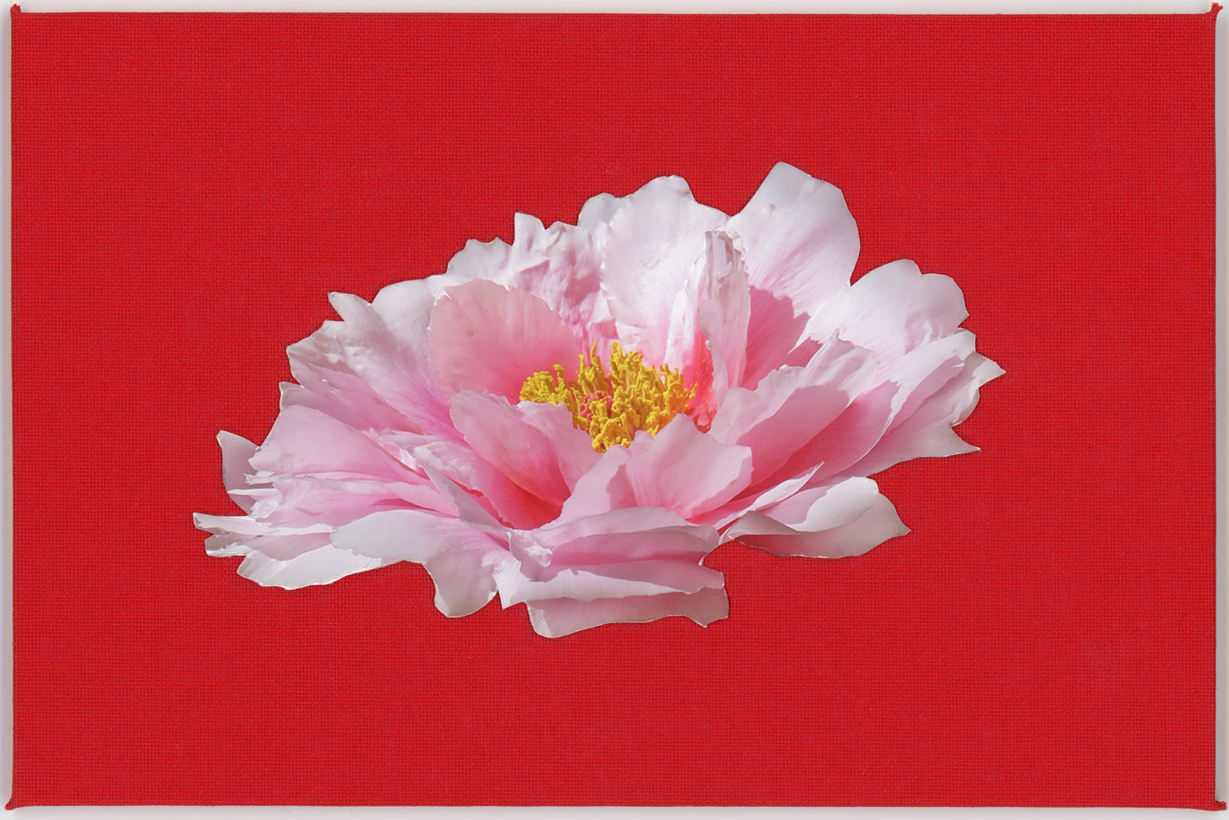 PEONY_FRONT.png
