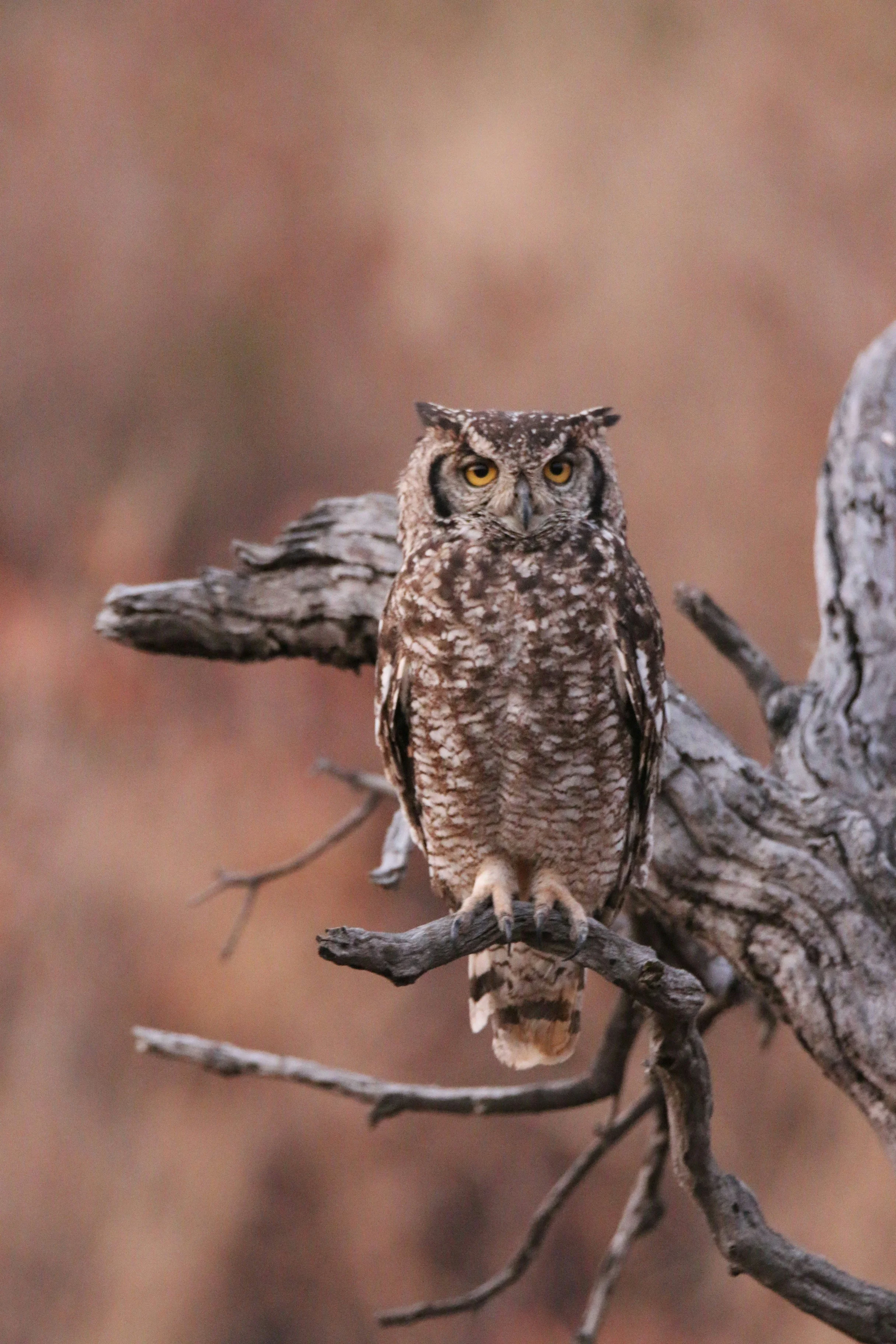 OWL (Enlightenment Package)