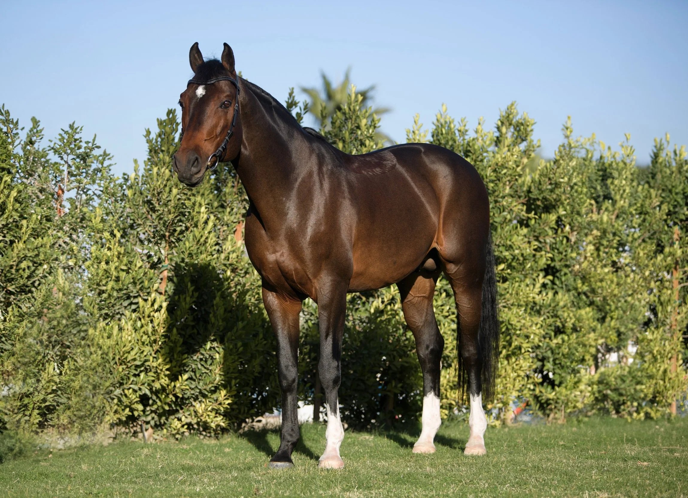 A brown horse with a white star on its forehead standing on green grass in front of bushes, under a blue sky.